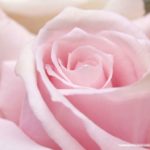 Beautiful Still Estreladalva Closeup Focus Pink Flower Life Rose Friend Micro Wallpaper Background