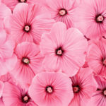 pink-flowers-8