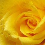 rose_yellow_rose_petals_drops_macro_76522_3840x2400